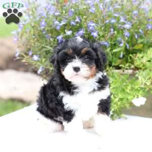 Slade, Cavapoo Puppy